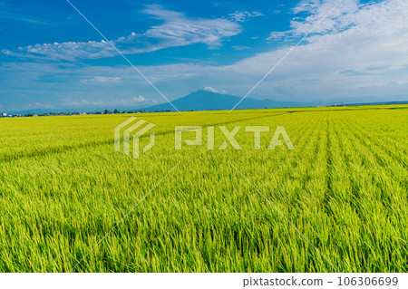 (Aomori Prefecture) Mt. Iwaki looks like Mt. Fuji beyond the ripe rice 106306699