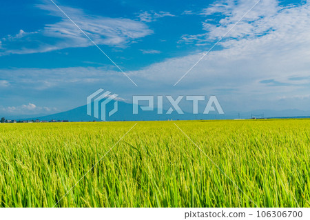 (Aomori Prefecture) Mt. Iwaki looks like Mt. Fuji beyond the ripe rice (Aomori Prefecture) Mt. Iwaki looks like Mt. Fuji beyond the ripe rice 106306700
