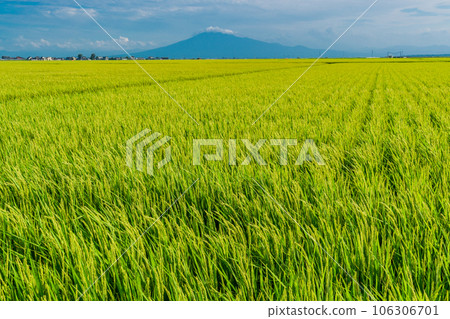 (Aomori Prefecture) Mt. Iwaki looks like Mt. Fuji beyond the ripe rice (Aomori Prefecture) Mt. Iwaki looks like Mt. Fuji beyond the ripe rice 106306701
