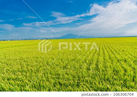 (Aomori Prefecture) Mt. Iwaki looks like Mt. Fuji beyond the ripe rice 106306704