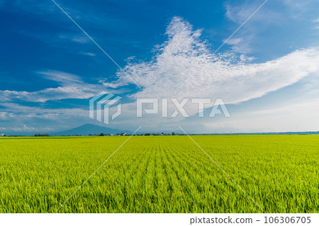 (Aomori Prefecture) Mt. Iwaki looks like Mt. Fuji beyond the ripe rice 106306705