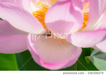 蓮花和花蜘蛛 蓮花和花蜘蛛 106306879