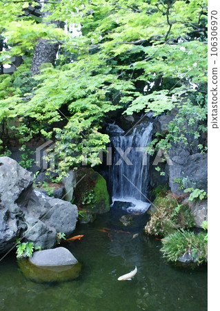 A small waterfall and the coolness of the carp 106306970