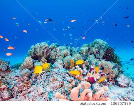 Splendid coral reefs and schools of colorful tropical fish (Kabi Island, Zamami Island, Kerama Islands, Shimajiri County, Okinawa Prefecture) 106307559