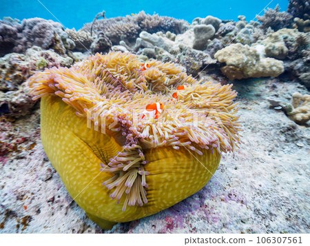 A beautiful sea anemone and a cute clownfish family (Zamami Island, Kahi Island, Kerama Islands, Shimajiri District, Okinawa Prefecture) 106307561