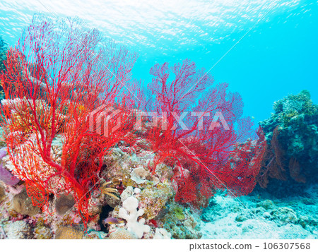 Wonderful coral reefs and beautiful gigantic isobana clusters, etc. (Kabi Island, Zamami Island, Kerama Islands, Shimajiri District, Okinawa Prefecture) 106307568