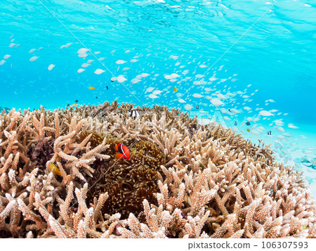 一群美麗的珊瑚礁，包括海葵魚和雀鯛（沖繩縣島尻郡慶良間群島座間味島海間海灘） 106307593