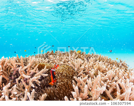 一群美麗的珊瑚礁，包括海葵魚和雀鯛（沖繩縣島尻郡慶良間群島座間味島海間海灘） 106307594