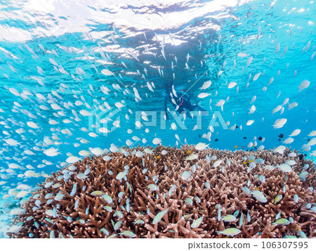 令人驚嘆的珊瑚礁和美麗的雀鯛其他魚群和潛水員(沖繩縣島尻郡慶良間群島座間味島海間海灘) 令人驚嘆的珊瑚礁和美麗的雀鯛其他魚群和潛水員(沖繩縣島尻郡慶良間群島座間味島海間海灘) 106307595