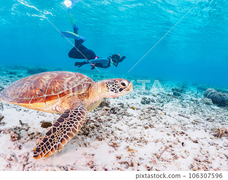 美麗的珊瑚礁、可愛的綠海龜和潛水員（沖繩縣島尻郡慶良間群島座間味島海間海灘） 106307596