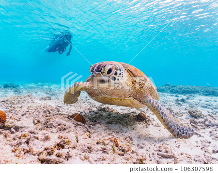 美麗的珊瑚礁、可愛的綠海龜和潛水員（沖繩縣島尻郡慶良間群島座間味島海間海灘） 106307598