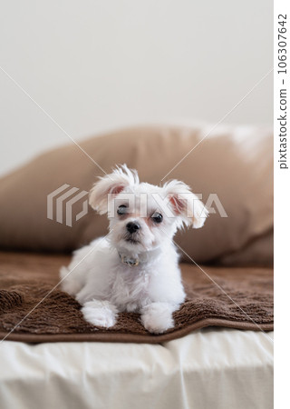 Close up of maltipoo sitting on bed 106307642