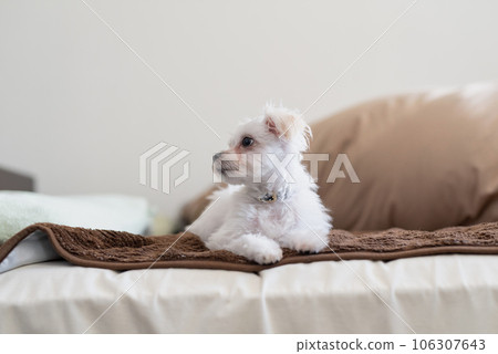 maltipoo sitting on bed 106307643