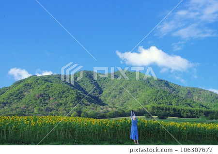 A person taking a picture of a sunflower field 106307672