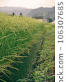 Rice field scenery scenery of rice pads 106307685