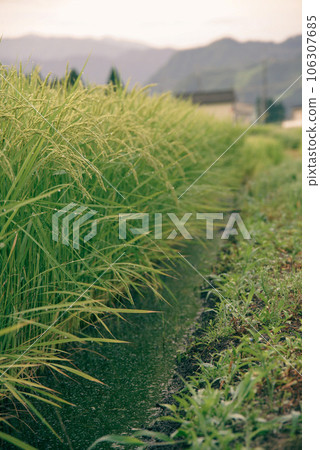 Rice field scenery scenery of rice pads Rice field scenery scenery of rice pads 106307685