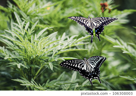 一對友好的燕尾蝴蝶 106308003
