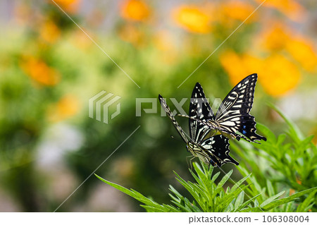 A friendly pair of swallowtail butterflies 106308004