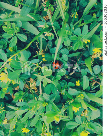 little ladybug in the grass little ladybug in the grass 106308036