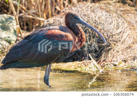 The glossy ibis, latin name Plegadis falcinellus, searching for food in the shallow lagoon. 106308074