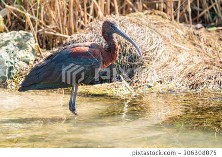 The glossy ibis, latin name Plegadis falcinellus, searching for food in the shallow lagoon. 106308075