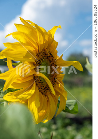 A beautiful sunflower with long yellow petals in the field. Calm tranquil moment in countryside. Sunflower growing in evening field. Atmospheric summer wallpaper, space for text A beautiful sunflower with long yellow petals in the field. Calm tranquil moment in countryside. Sunflower growing in evening field. Atmospheric summer wallpaper, space for text 106308524