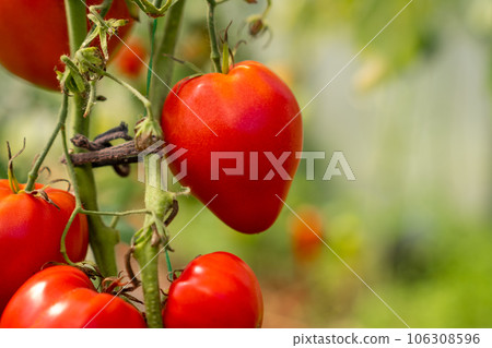 Red, ripe and green large tomatoes on a bush in a greenhouse. Tomatoes in a greenhouse. Plantation of tomatoes. Organic farming, growth of young tomato plants in a greenhouse. 106308596