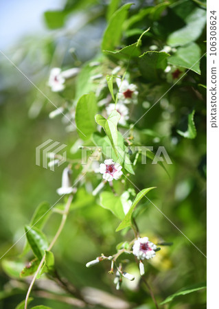 Pretty flower [Yatobana] 106308624