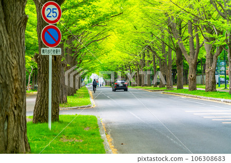 [Hokkaido] Fresh green ginkgo trees on the campus of Hokkaido University 106308683
