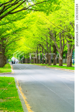 [北海道] 北海道大學校園裡鮮綠的銀杏樹 106308684