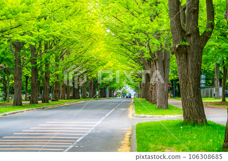 [北海道] 北海道大學校園裡鮮綠的銀杏樹 106308685