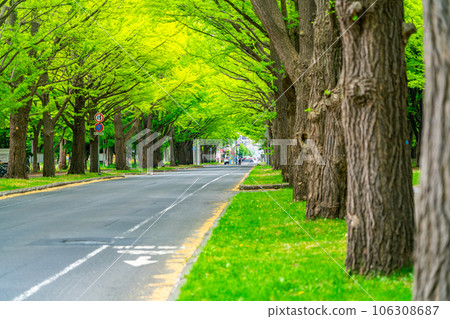 [Hokkaido] Fresh green ginkgo trees on the campus of Hokkaido University 106308687
