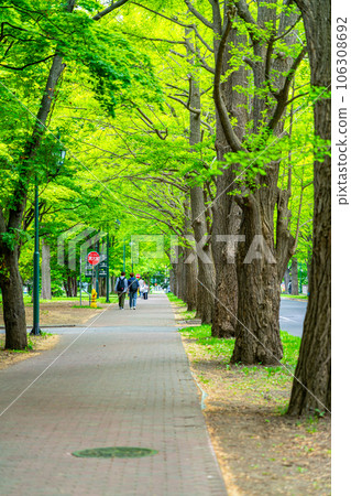 [Hokkaido] Fresh green ginkgo trees on the campus of Hokkaido University 106308692