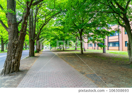 [Hokkaido] Fresh green ginkgo trees on the campus of Hokkaido University 106308693