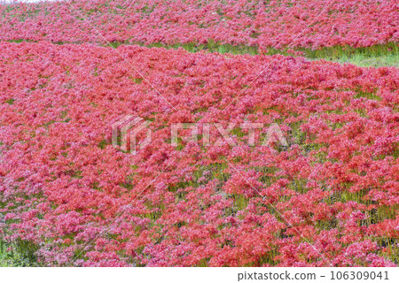 Higanbana flowering bank 106309041