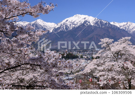 Omachi, Omachi City, Nagano Prefecture Somei Yoshino cherry trees in Omachi Park, a famous cherry blossom viewing spot, and the remaining snow in the Northern Alps towering behind the city of Omachi 106309506