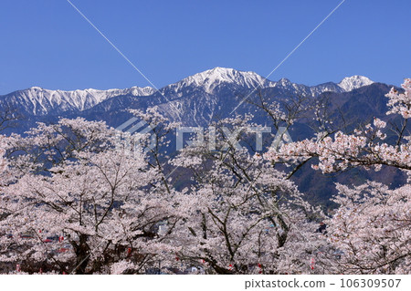 Omachi, Omachi City, Nagano Prefecture Somei Yoshino cherry trees in Omachi Park, a famous cherry blossom viewing spot, and the remaining snow in the Northern Alps towering behind the city of Omachi Omachi, Omachi City, Nagano Prefecture Somei Yoshino cherry trees in Omachi Park, a famous cherry blossom viewing spot, and the remaining snow in the Northern Alps towering behind the city of Omachi 106309507
