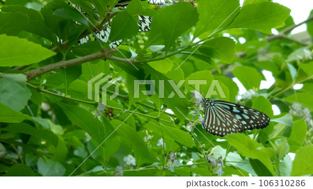 butterfly perch butterfly perch 106310286