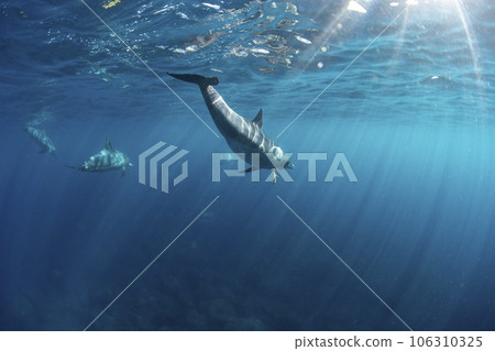 寬吻海豚在水下游泳 106310325