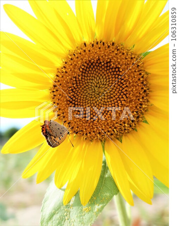 Sunflowers and red clams Sunflowers and red clams 106310859