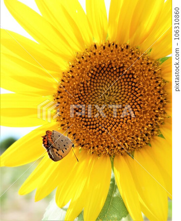Sunflowers and red clams Sunflowers and red clams 106310860