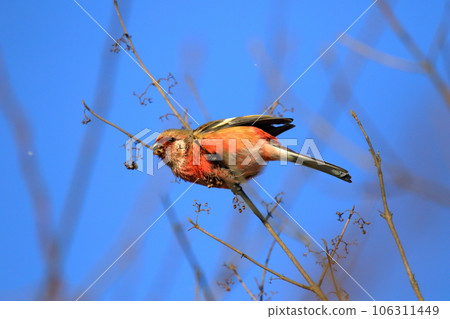 Benimasiko 106311449