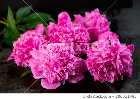 purple peonies on black background. Background bouquet of beautiful pink peonies. Blooming peony flowers, close-up. Wedding background, Valentine's day concept. Blossom, flower close-up purple peonies on black background. Background bouquet of beautiful pink peonies. Blooming peony flowers, close-up. Wedding background, Valentine's day concept. Blossom, flower close-up 106311485