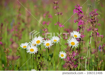 White daisies and pink herbs blossomed in the meadow. Ivan tea blooms among the forest on a sunny day in June.beautiful wildflowers background. summer nature. 106311486
