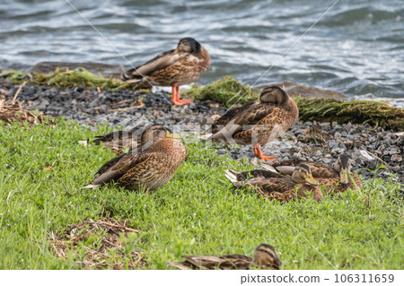 琵琶湖畔的馬爾加莫 琵琶湖畔的馬爾加莫 106311659