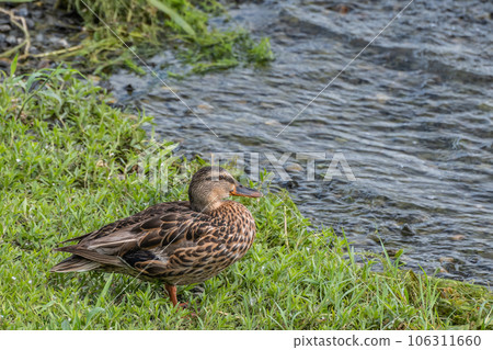琵琶湖上的綠頭鴨(雌性) 琵琶湖上的綠頭鴨(雌性) 106311660