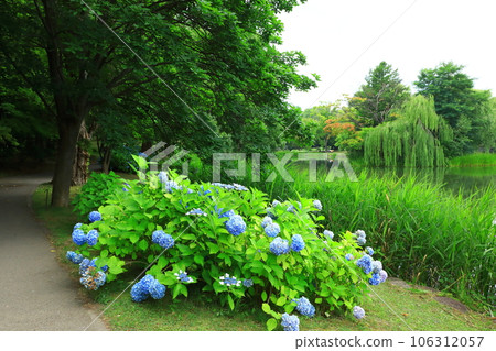 札幌市初夏的中島公園、盛開的繡球花和海濱長廊 106312057