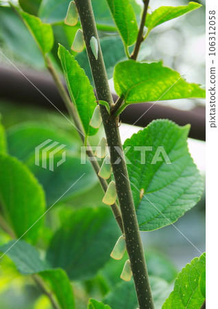 A row of green-winged moths perched on a branch 106312058