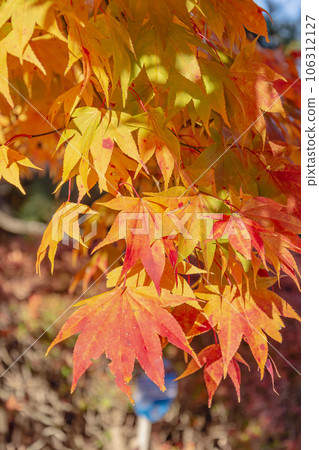 Autumnal maple leaves 106312127