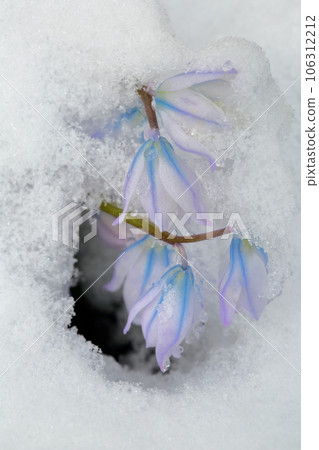 Snow flower 106312212